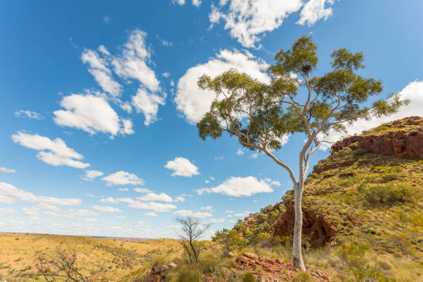 A ghost gum in the West macdonnel ranges stands against a brilliant desert blue sky in Northern territory