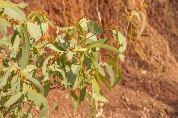 istock Eucalyptus tree detail in the Northern Territory, Australia 640791352