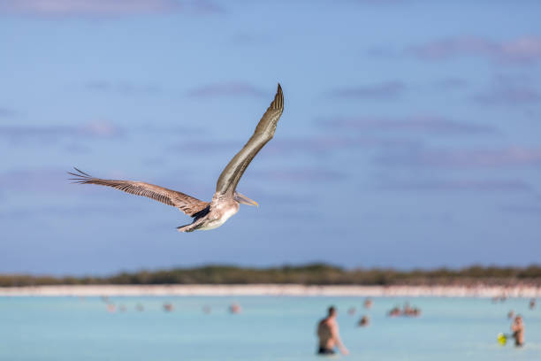 Idyllic tropical sand beach on a beautiful day in Cayo Coco, Cuba. A pelican is flying over the crowded beach.