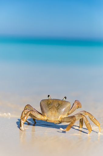 Crab on idyllic tropical sand beach on a beautiful day in Cayo Coco, Cuba. The word Cuba is written in the sand.