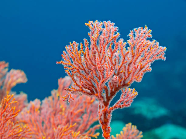 istock Bunch of coral polyps 640832118