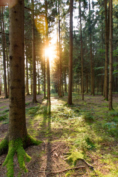 istock Sun shining through a few trees in the Bavarian Forest 640835014