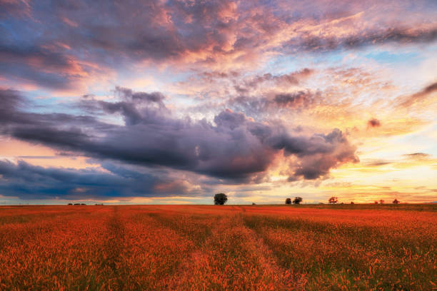 istock Landscape, sunny dawn in a field and meadow 640835366