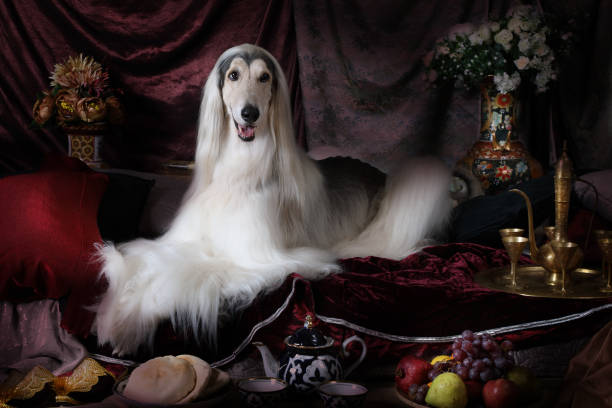 White thoroughbred Afghan hound dog White thoroughbred Afghan hound dog lying on the carpet in the Arab style interior with flowers and fruit"n afghan hound stock pictures, royalty-free photos & images
