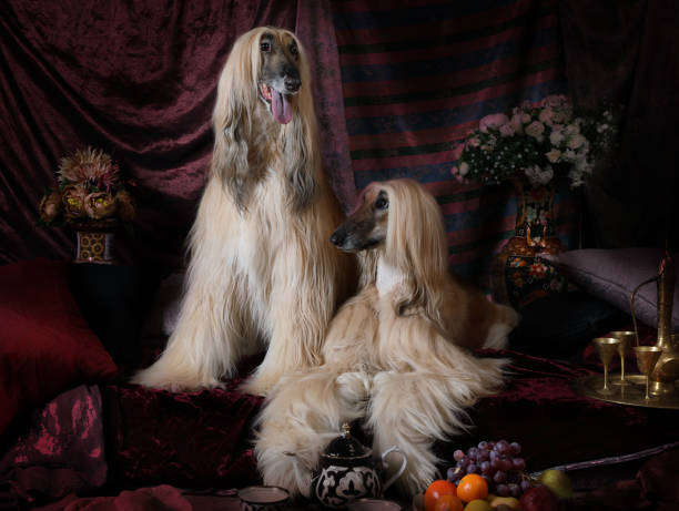 istock Two Afghan hounds dogs in the Arab interior 640835820