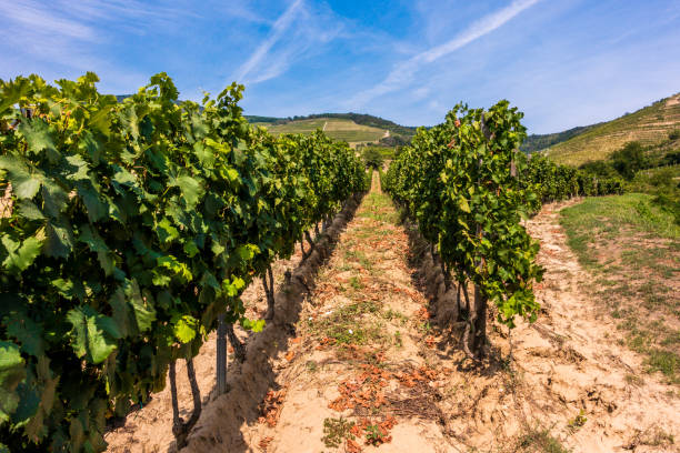 istock vineyard tokaj day horizontal hungary vine 640836814