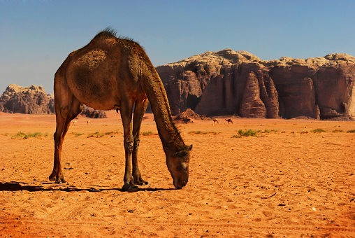 Camel in desert of Wadi Rum, Jordan