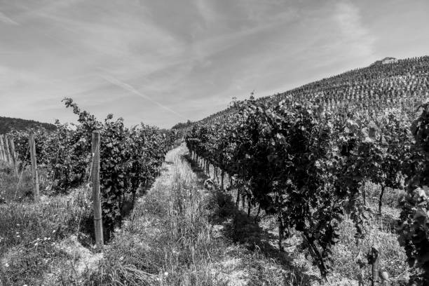 istock vineyard tokaj day horizontal hungary vine 640837196