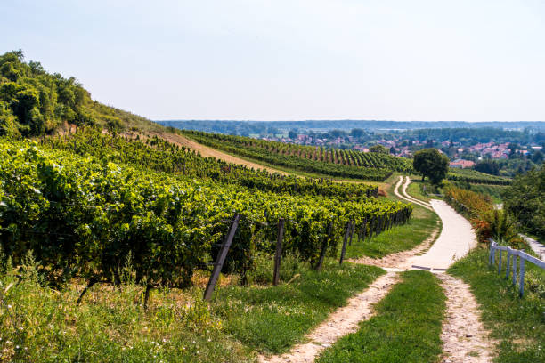 istock vineyard tokaj day horizontal hungary vine 640837250