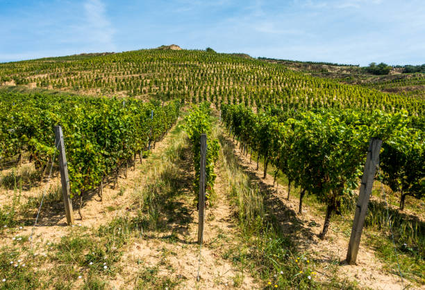 istock vineyard tokaj day horizontal hungary vine 640837254