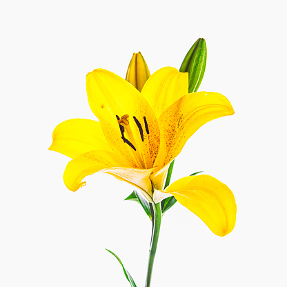 Yellow Lily isolated