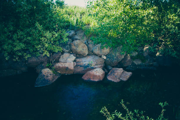 Dense Shrubs And Plants Near A Creek