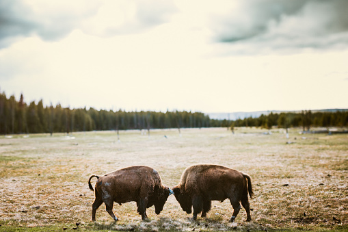 Bisonte en el Parque Nacional de Yellowstone photo