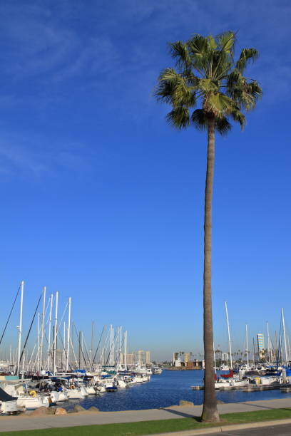 istock Long Beach Marina - USA 640873512