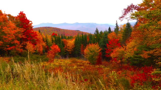 Autumn Foliage in the White Mountains of New Hampshire