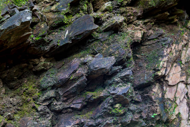 istock Shale natural green plants. 640895206