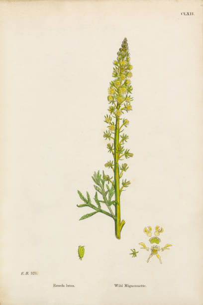 Wild Mignonnette, Reseda Lutea, Victorian Botanical Illustration, 1863 Very Rare, Beautifully Illustrated Antique Engraved and Hand Colored Victorian Botanical Illustration of Wild Mignonnette, Reseda Lutea, 1863 Plants. Plate 162, Published in 1863. Source: Original edition from my own archives. Copyright has expired on this artwork. Digitally restored. reseda lutea stock illustrations