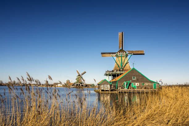 Calm scene with traditional dutch windmills near canal at Zaanse Schans Zaandam Amsterdam stock photo