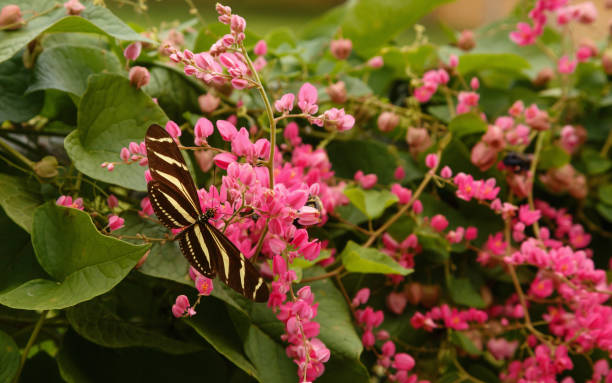 Zebra Longwings butterfly on Queen's Wreath vine.