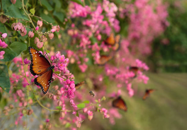 Queen butterflies and bees on Queen's Wreath vine growing along a fence.