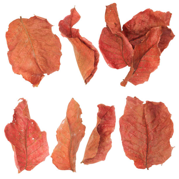 istock Tropical dry brown red leaf set isolated on white. 640906486