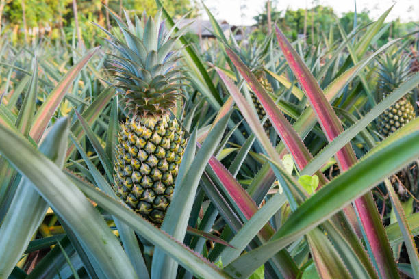 istock Pineapple tropical fruit growing in a farm 640909918