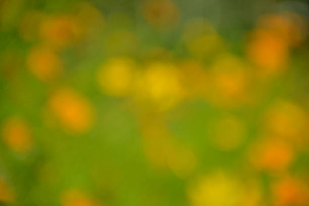 Abstract yellow flowers blurred in outdoors