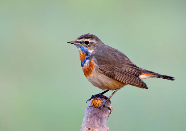 istock Blue throat (Luscinia svecica) Beautiful chubby brown bird 640914068
