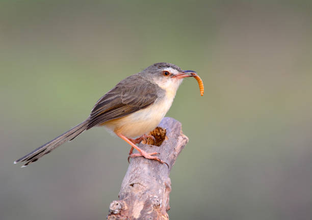 istock Plain Prinia (Prinia inornata) beautiful brown to yellow bird 640914096