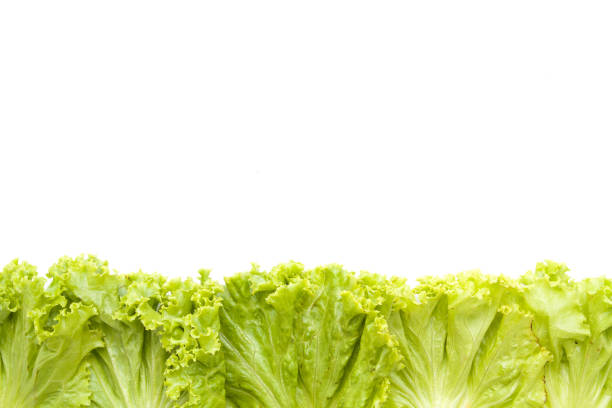 istock Frame fresh lettuce leaves close up isolated on white background 640916682