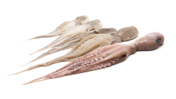 istock Raw octopus on white background, Fresh seafood 640916730