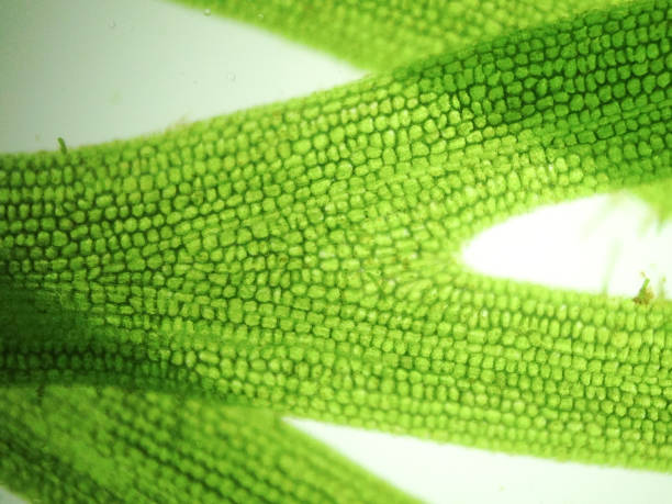 istock Beautiful zoom microorganism algae cell 640916790
