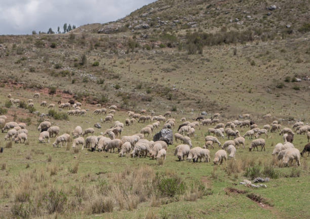istock Flock of Sheep in a green meadow at Sacred Valley in Cusco, Peru 640916906