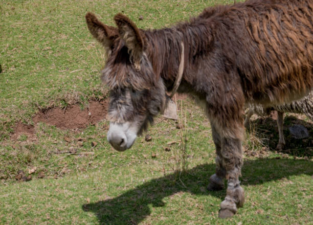 istock Portrait of a donkey on farm 640916916