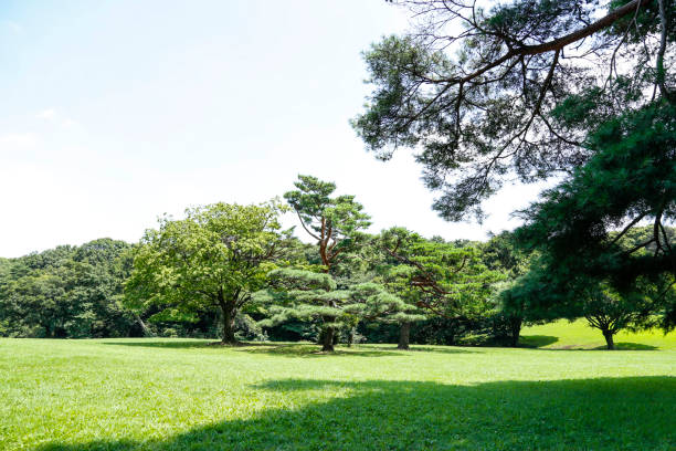 istock Meadow -Green land and sunny day 640916932