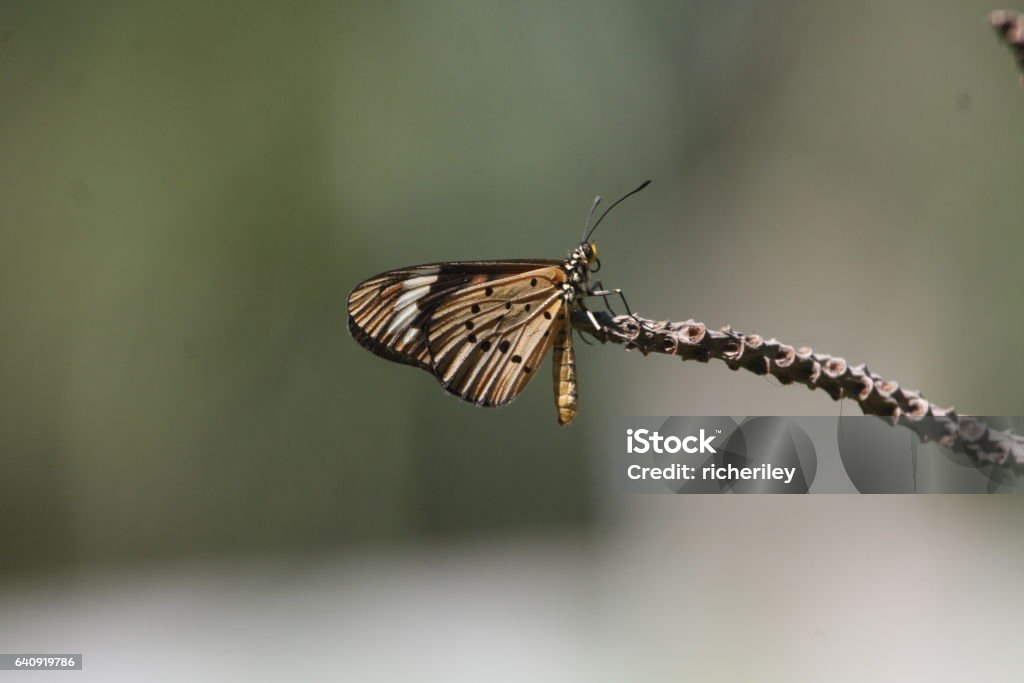White Banded Insect White Banded Acraea Stock Photo - Download Image Now - Butterfly ...