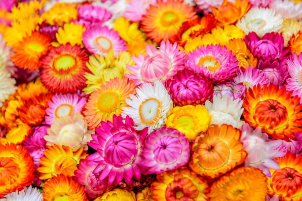 istock Colorful paper flower background. 640920550