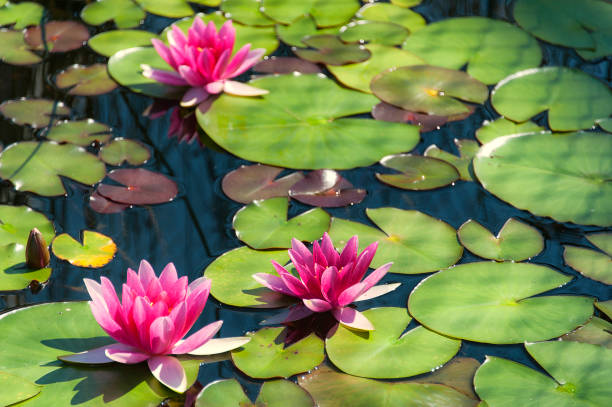 rosa lilies agua  - lillypad lily water lily water fotografías e imágenes de stock