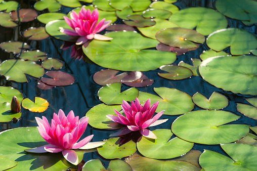 Three pink and yellow waterlilies floating in a pond.