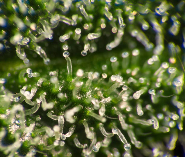 istock Trichomes on cannabis plant 640921160