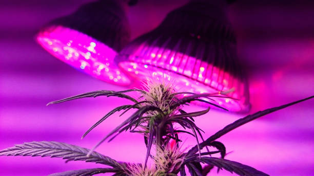 istock Cannabis female plant 640921230
