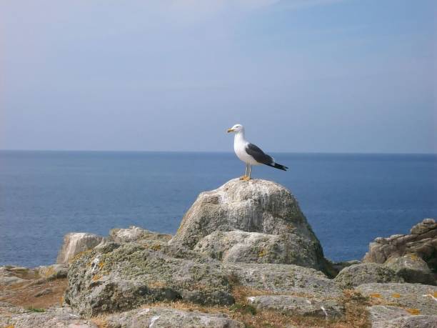 istock Seagull waiting  in front of the ocean 640921494