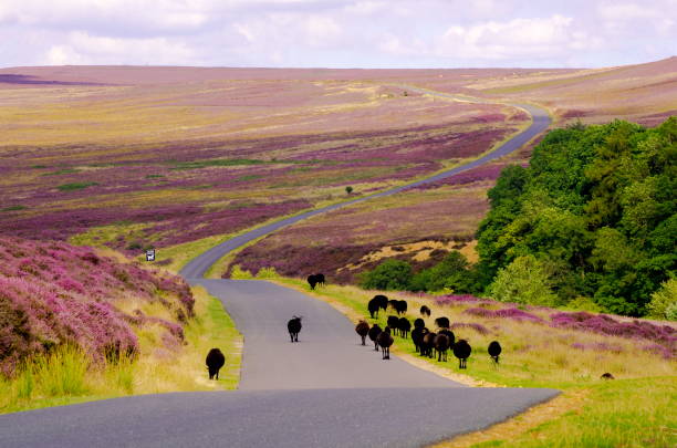 Black Sheep on Spaunton Moor, North York Moors