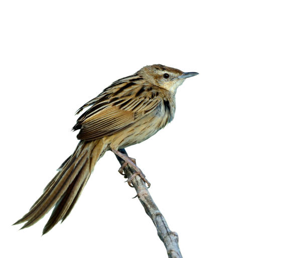 istock Striated Grassbird (Megalurus palustris) striped brown bird with long tail 640921654