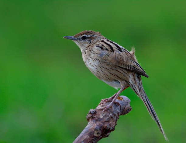 istock Striated Grassbird (Megalurus palustris) striped brown bird with long tail 640921690