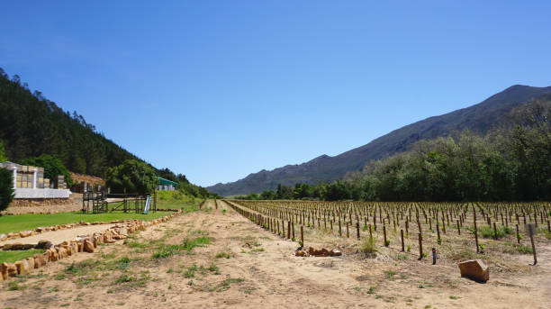 istock Capetown vineyard in Mountain background 640922670