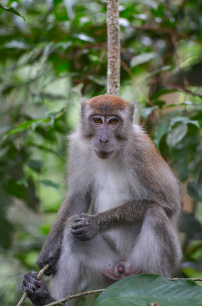 istock Bukit Lawang, Sumatra, Indonesia 640925830
