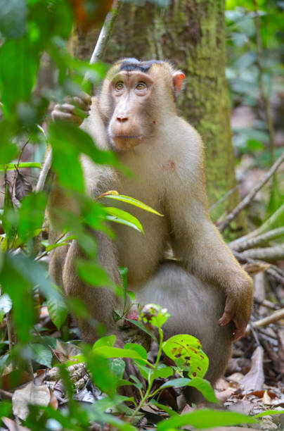 istock Bukit Lawang, Sumatra, Indonesia 640926098
