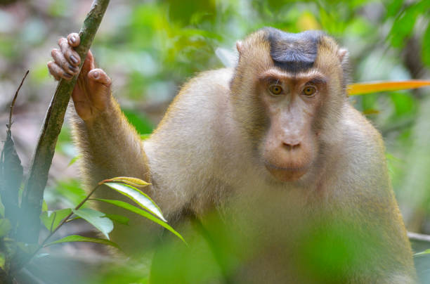 istock Bukit Lawang, Sumatra, Indonesia 640926100