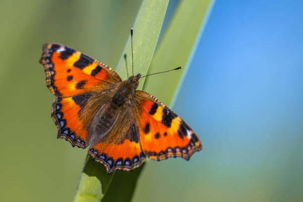 istock Small tortoiseshell butterfly perched on a leaf with green and blue background about to fly away 640926354